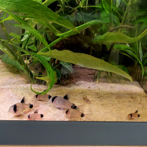 Corydoras panda