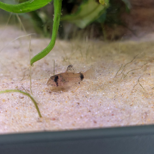 Corydoras panda