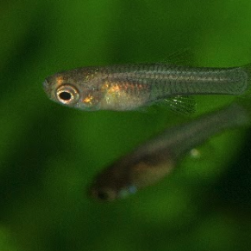 Lot bébé guppy.