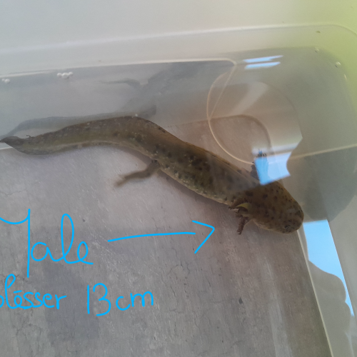 Vente jeune axolotl