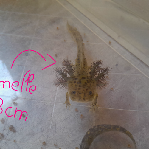 Vente jeune axolotl