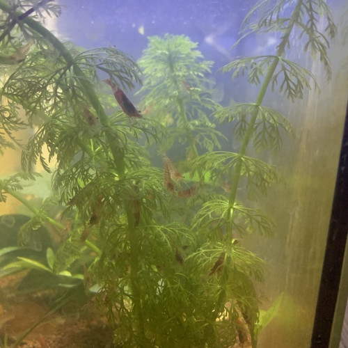 Crevettes red cherry
