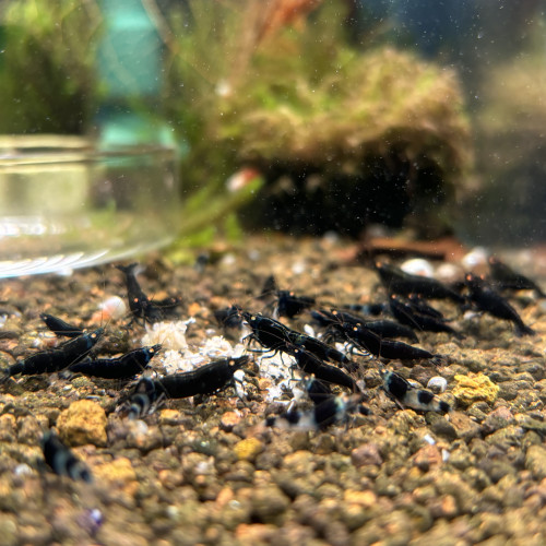 Caridina - Black devil OE (orange eyes)