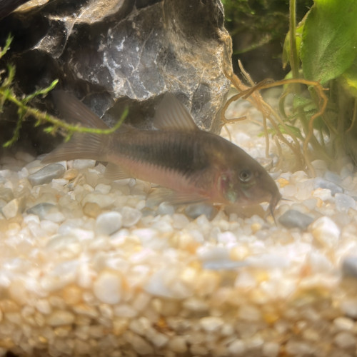 Corydoras aeneus