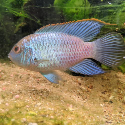 Mâle cichlidé Acara bleu électrique : Andinoacara Pulcher