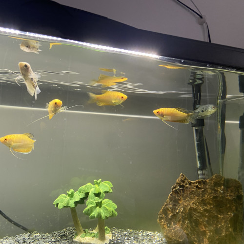 Don de gouramis