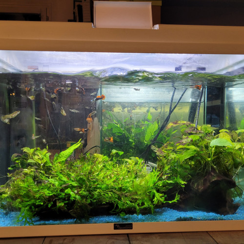 Vente de 2 aquariums avec plus d'une cinquantaine de guppys de tous âges dans chacun d'entre eux