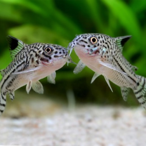 Recherche corydoras trilineatus