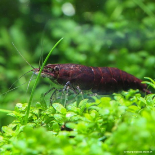 Crevettes Sakura chocolat
