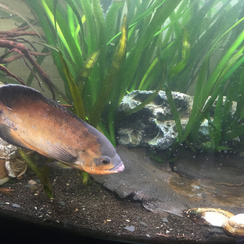 nigrofasciatas