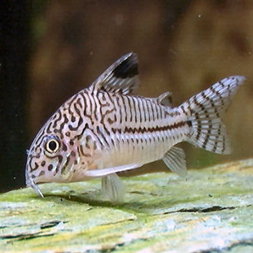 Donne 2 femelles corydoras julii de 2 ans