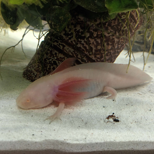 Axolotls