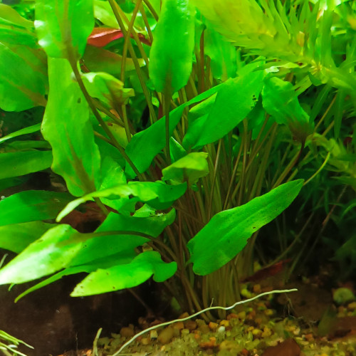 Cryptocoryne lucens