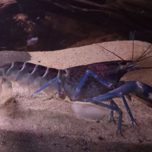 Cherax Pulcher