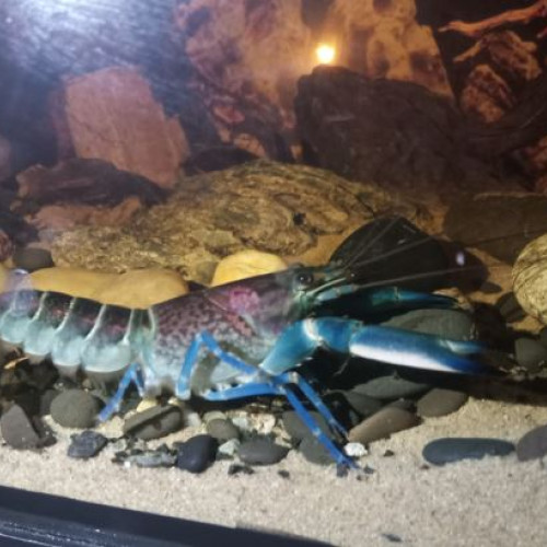 Cherax Pulcher