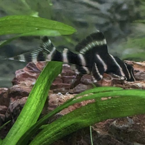 L204 PANAQOLUS ALBIVERMIS "FLASH PLECO SAUVAGE