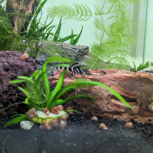 L204 PANAQOLUS ALBIVERMIS "FLASH PLECO SAUVAGE