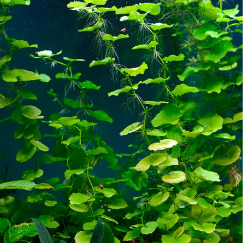 Hydrocotyle Leucocephala