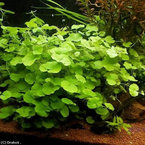 Hydrocotyle Leucocephala