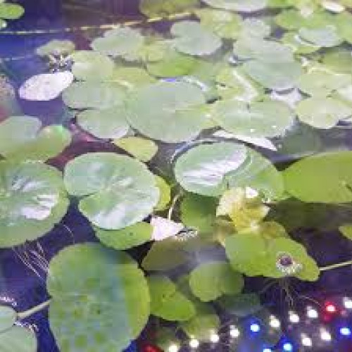 Hydrocotyle Leucocephala