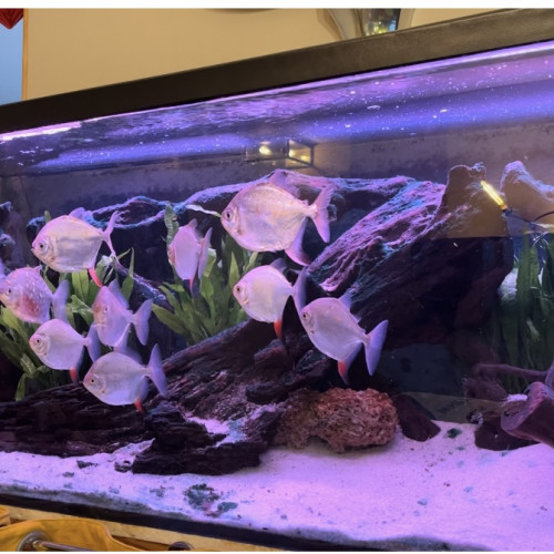 Aquarium complet avec pompes décor et lampe UV