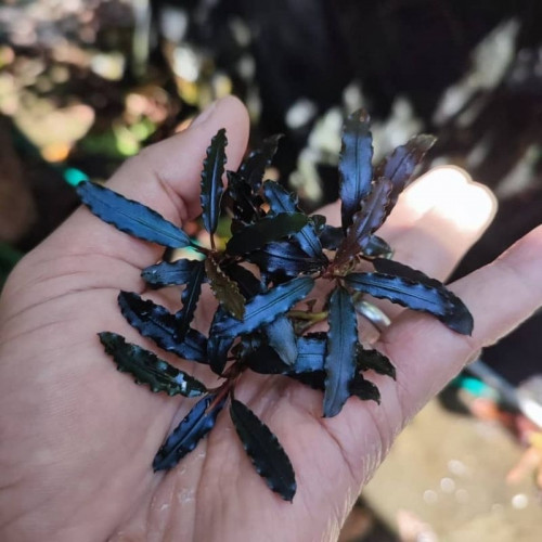 Bucephalandra Dark Blue