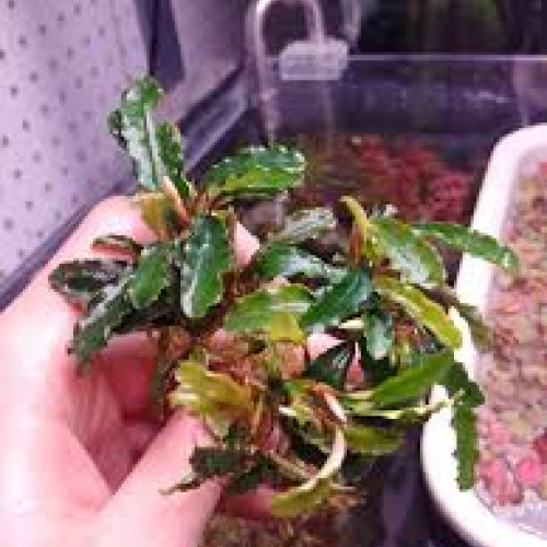 Bucephalandra Dark Blue