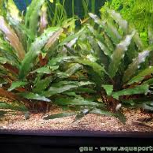 Cryptocoryne Becketii