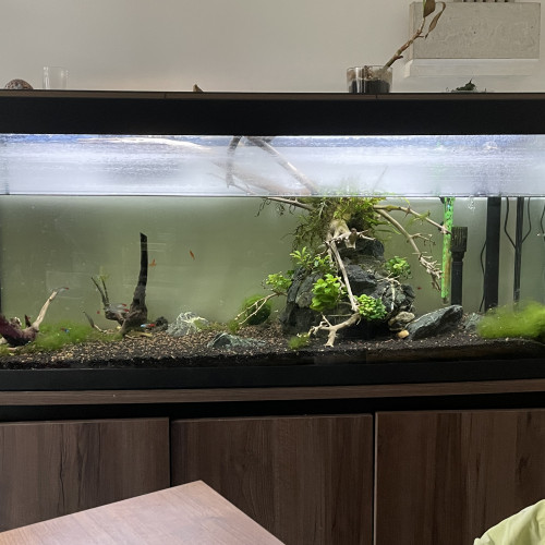 Aquarium Fluval 240 litres équipé avec sable, plantes et poissons (en option)