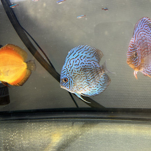 Discus