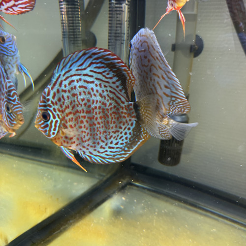 Discus