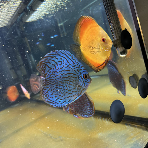 Discus