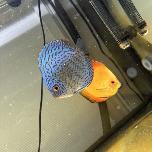 Discus