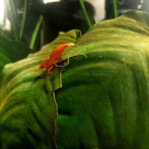 Crevettes Red Cherry Neocaridina heteropoda