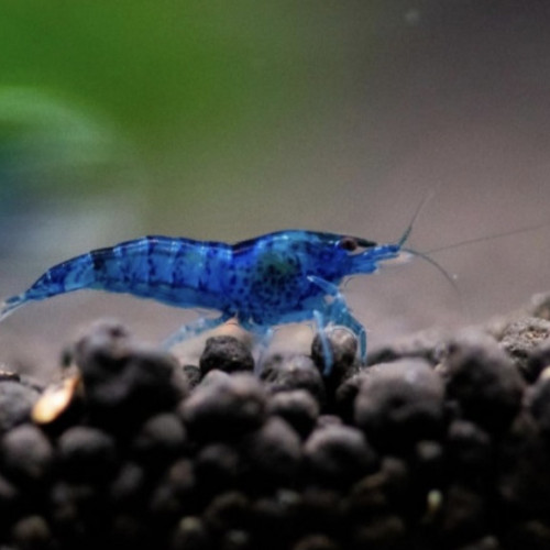 Don crevette bleu d'aquarium