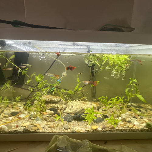 Aquarium poisson