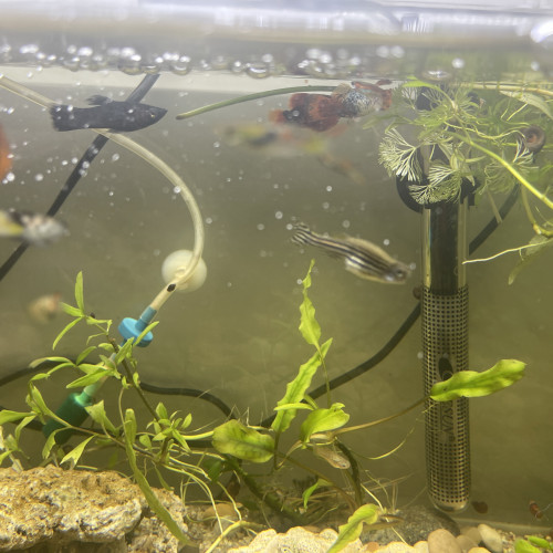 Aquarium poisson