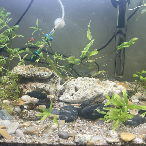 Aquarium poisson