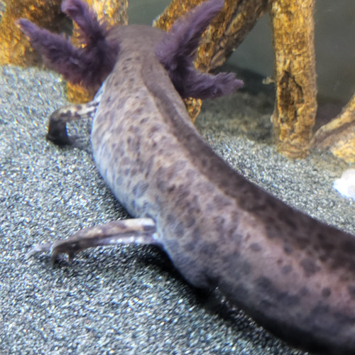 Vends ponte d'axolotl