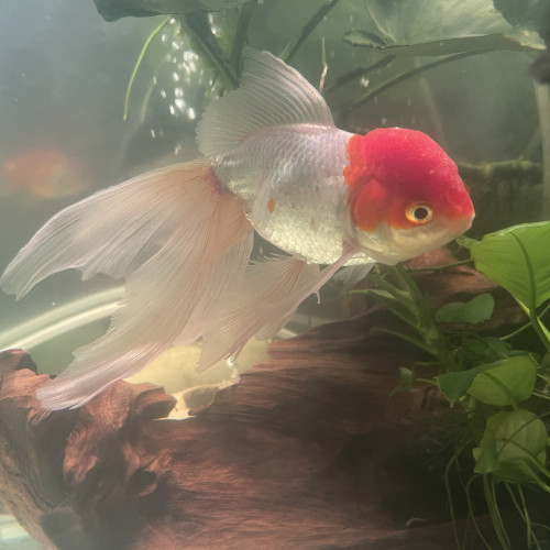 Poisson orange red cap