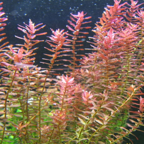 rotala rotundifolia