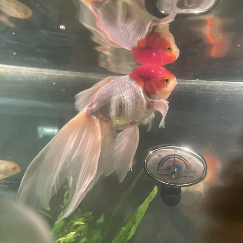 Poisson japonais , oranda