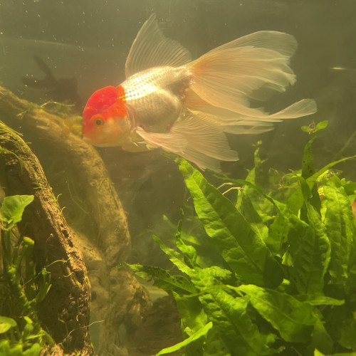 Poisson japonais , oranda