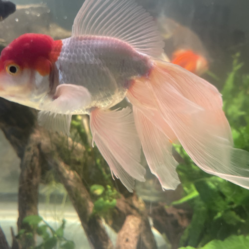 Poisson japonais , oranda
