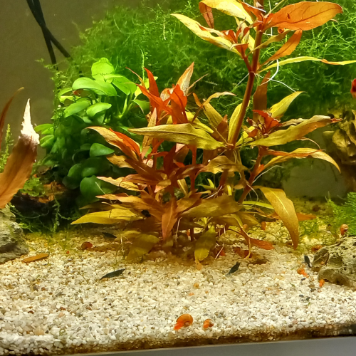 Neocaridina  davidi var.blue dream