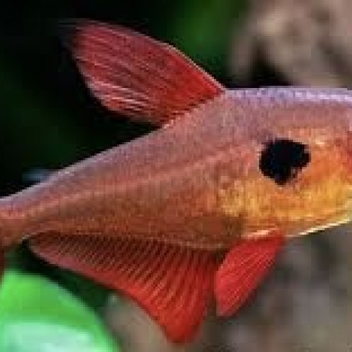 Tétra fantôme rouge (Hyphessobrycon sweglesi)