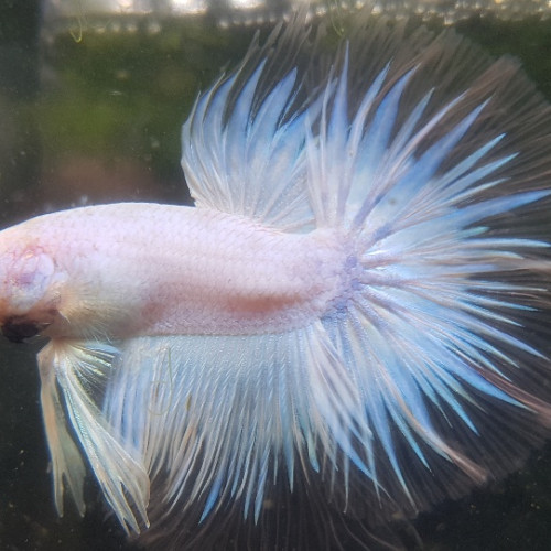 Mâles betta splendens