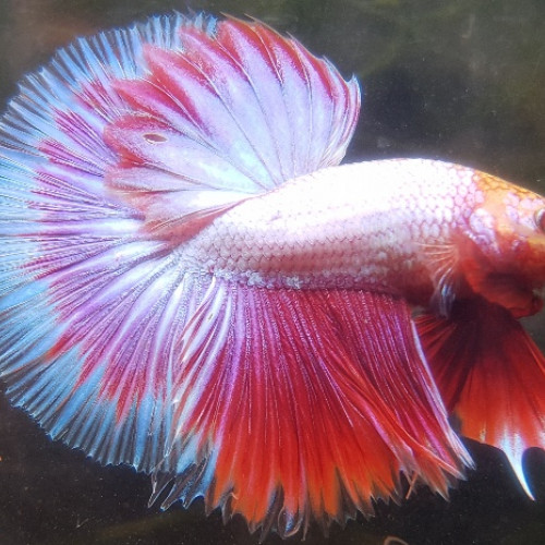 Mâles betta splendens