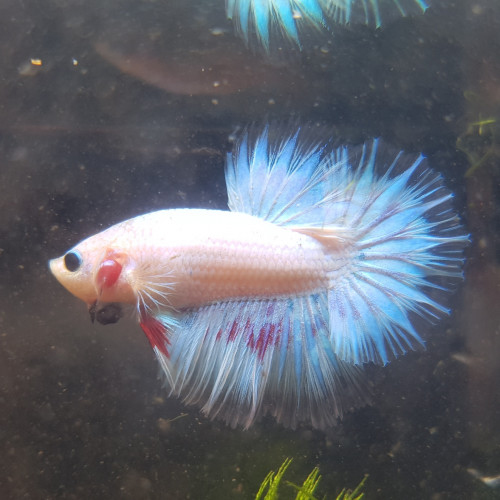 Mâles betta splendens