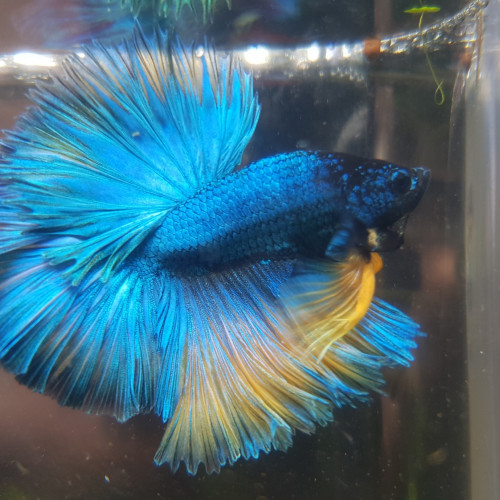 Mâles betta splendens